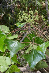 Oreopanax sanderianus