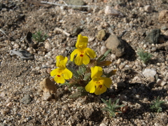 Erythranthe carsonensis