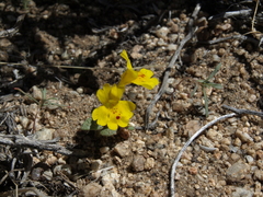 Erythranthe carsonensis