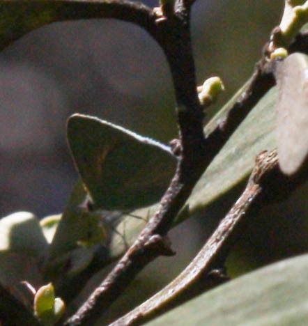 Hawaiian Blue photo 4
