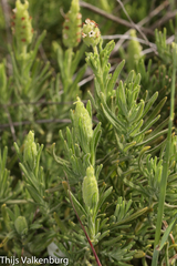 Lavandula viridis
