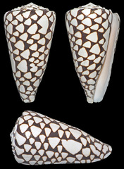 Conus marmoreus