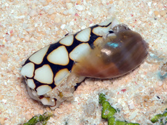Conus marmoreus