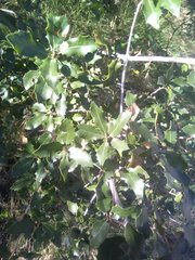 Quercus coccifera coccifera