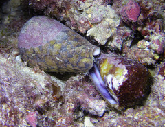 Conus marmoreus