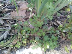 Fumaria capreolata capreolata