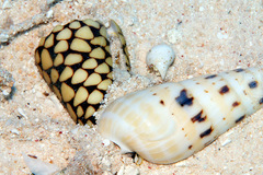 Conus marmoreus