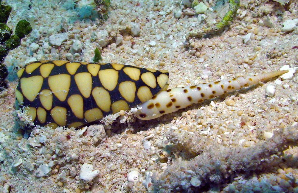 Photo of Marbled Cone (Conus marmoreus)