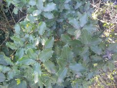 Quercus coccifera coccifera