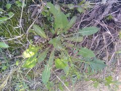 Crepis vesicaria taraxacifolia
