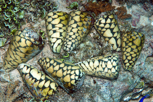 Photo of Marbled Cone (Conus marmoreus)