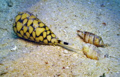 Conus marmoreus