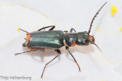 Clanoptilus abdominalis