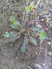 Crepis vesicaria taraxacifolia