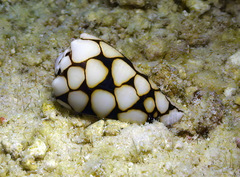 Conus marmoreus