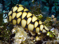 Conus marmoreus