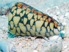 Conus marmoreus