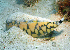 Conus marmoreus