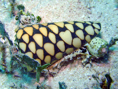 Conus marmoreus