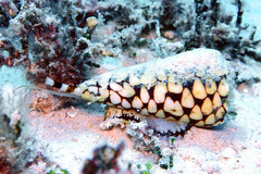 Conus marmoreus