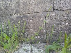 Galium aparine aparine