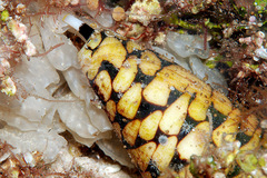 Conus marmoreus