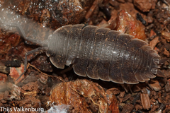 Porcellio hoffmannseggii