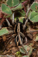 Alopecosa albofasciata