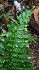 Asplenium bulbiferum