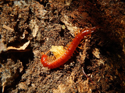 Eastern Red Centipede photo 3