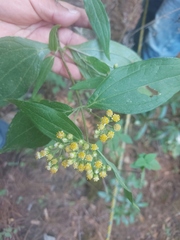 Alloispermum integrifolium