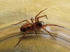 Callobius pictus