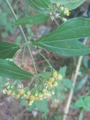 Alloispermum integrifolium