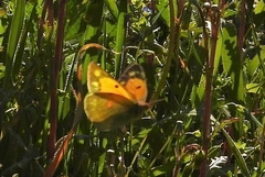 Colias aurorina