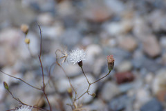 Chaenactis carphoclinia