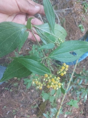 Alloispermum integrifolium