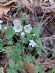 Phacelia platycarpa