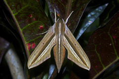 Theretra silhetensis