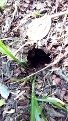 Clethrionomys glareolus