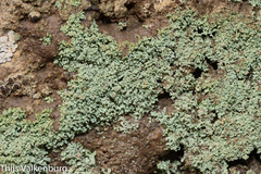 Leprocaulaceae