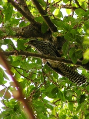 Eudynamys scolopaceus