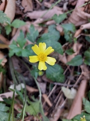Ranunculus sierrae-orientalis