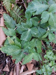 Ranunculus sierrae-orientalis