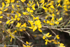 Genista polyanthos