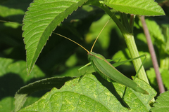 Hyperophora major