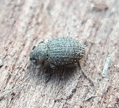 Cathormiocerus aristatus