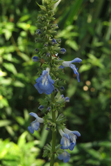 Salvia uliginosa