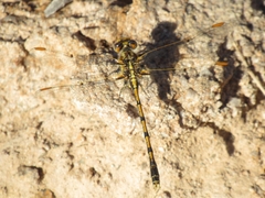 Progomphus joergenseni