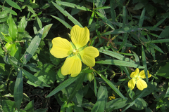 Ludwigia bonariensis