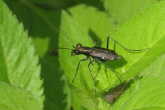 Odontocheila chrysis